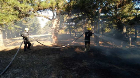 Херсонщина: ліквідовано 3 пожежі у лісових масивах